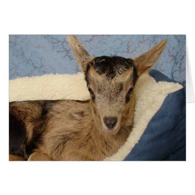 Cartão Aussie (Frente Horizontal)