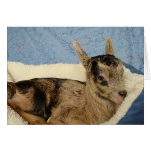 Cartão Aussie mimado