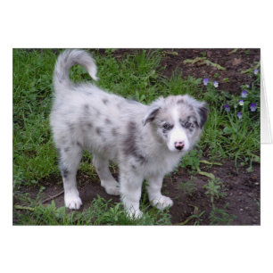 Cartão Aussie Puppy