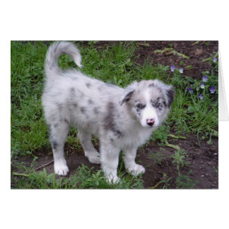 Cartão Aussie Puppy