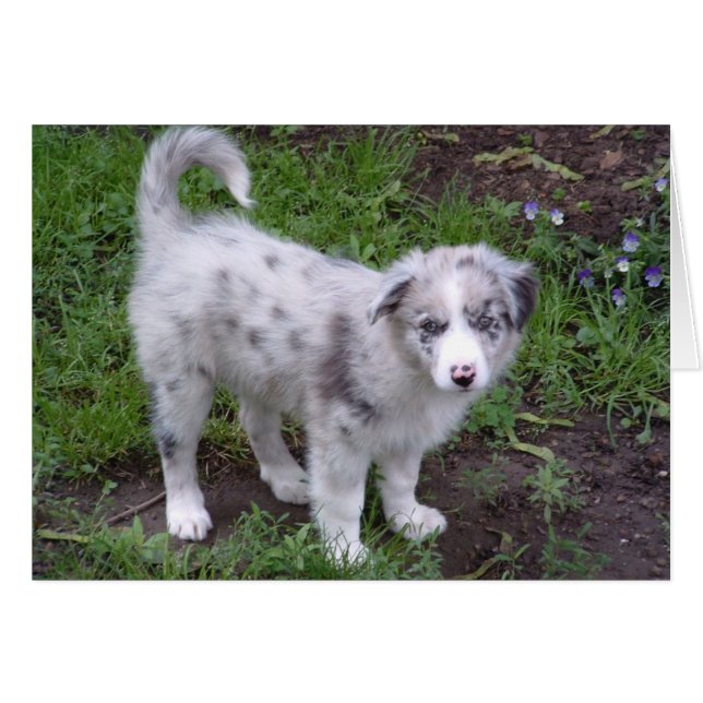 Cartão Aussie Puppy (Frente Horizontal)