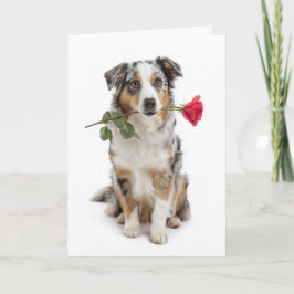 Cartão Aussie Valentine Blue Merle – Amor Devotado