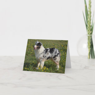 Cartão Australian Shepherd Aussie Dog Hello Love