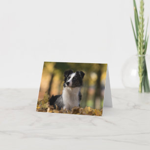 Cartão Australian Shepherd Aussie Puppy Dog Hello Love