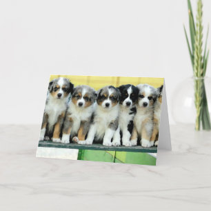 Cartão Australian Shepherd Puppies Blank Greeting Card