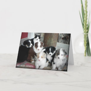 Cartão Australian Shepherd Puppies Greeting Card