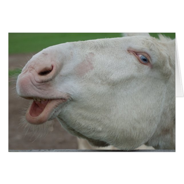 Cartão Áustria - Burro Branco Húngaro (Frente Horizontal)