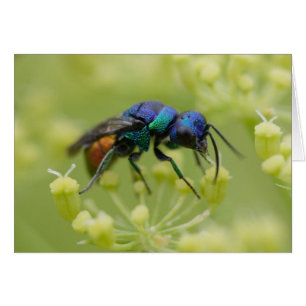 Cartão austriaca de lise