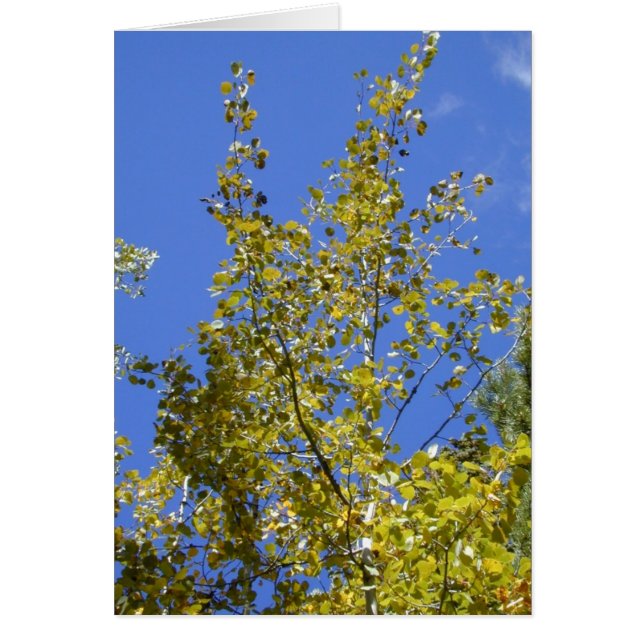 Cartão Autumn Aspen Folhas II (Frente)
