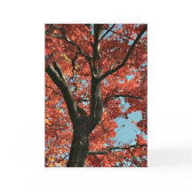 AUTUMN (cartão de vazio)