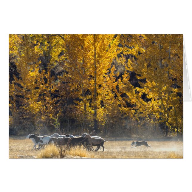 Cartão Autumn Herding (Frente Horizontal)