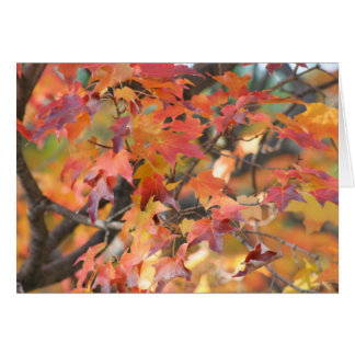 Cartão Autumn Leaves 3