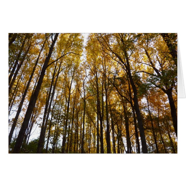 Cartão Autumn Leaves na Morning Maryland (Frente Horizontal)