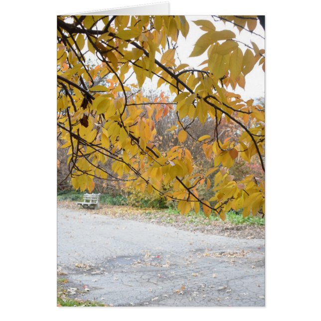 Cartão Autumn Leaves Riverside Park Nova Iorque NYC (Frente)