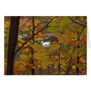 Cartão Autumn Pond com Swan