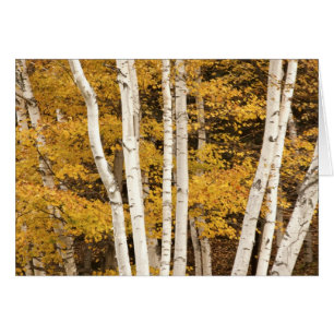Cartão Autumn, Vermont, EUA