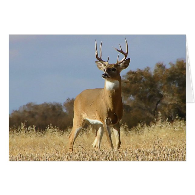 Cartão Autumn Whitetail Buck (Frente Horizontal)