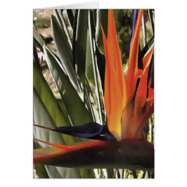 Cartão Ave do Paraíso Strelitzia Reginae - Painti acrílic