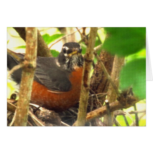 Cartão ave livre (Frente Horizontal)