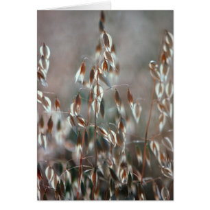 Cartão Aveia De Ripe (Avena Sativa) Fechar. Ceres, Boland