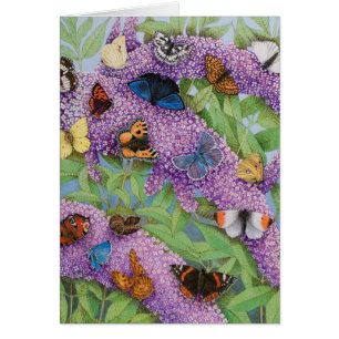 Cartão Aventurando-se 2011