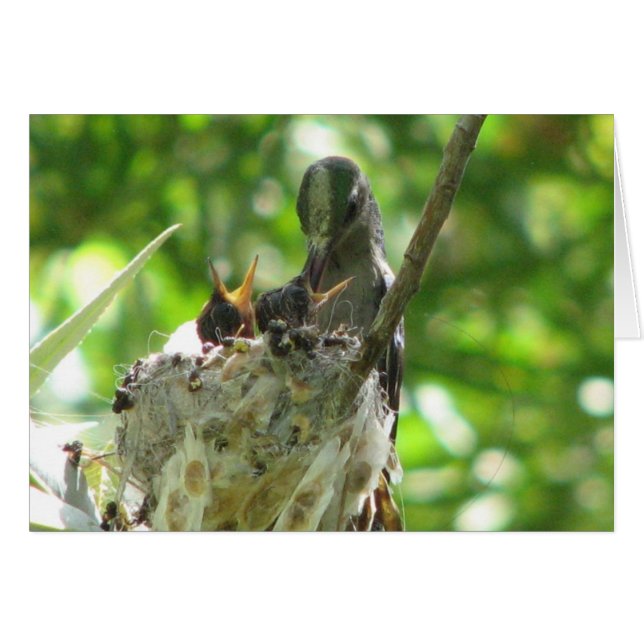 Cartão Aves (Frente Horizontal)