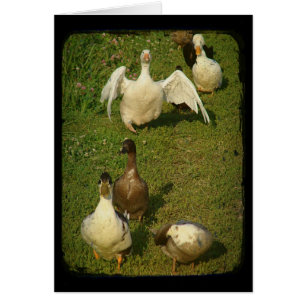 Cartão Aves aquáticas maravilhosas