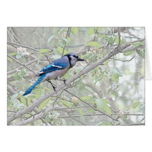 Cartão Aves canoras de Jay azul