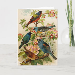 Cartão Aves da América do Norte Gustav Mü tzel