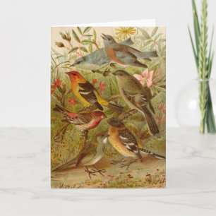 Cartão Aves da América do Norte Gustav Mü tzel