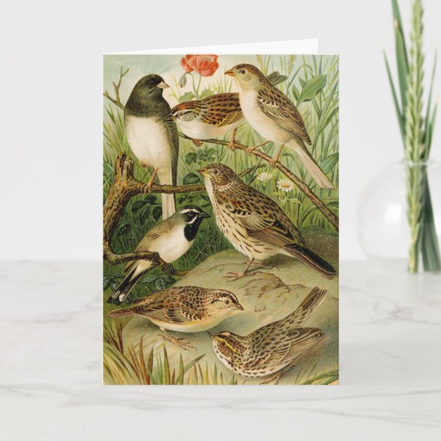 Cartão Aves da América do Norte | Gustav Mü tzel (Frente)