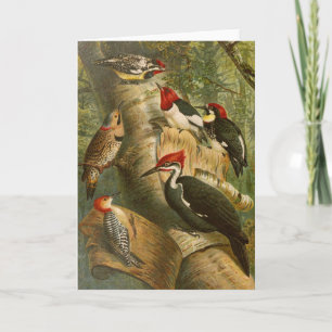 Cartão Aves da América do Norte Gustav Mü tzel