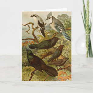 Cartão Aves da América do Norte   Gustav Mü tzel