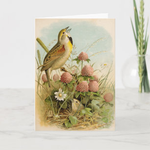 Cartão Aves da América do Norte Robert Ridgway
