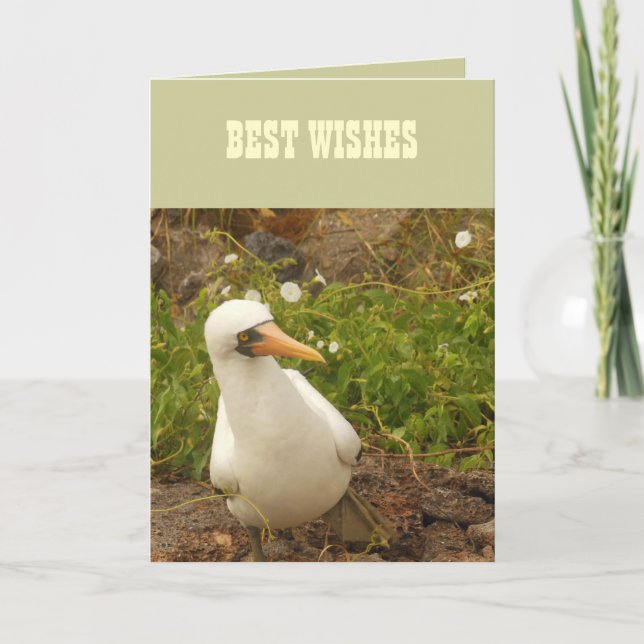 Cartão Aves das Ilhas Galápagos>Cartões e Autocolantes (Frente)