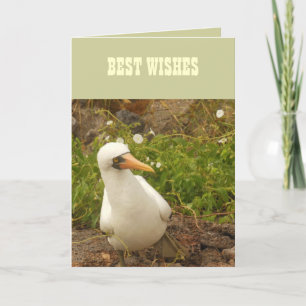 Cartão Aves das Ilhas Galápagos>Cartões e Autocolantes
