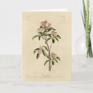 Cartão Aves de Audubon do Reino Cuvier (Cuvier's Regulus)