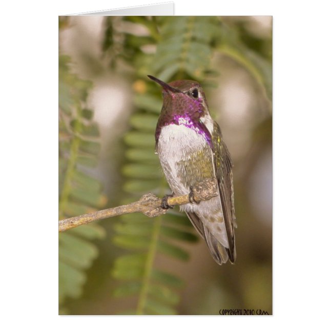 Cartão Aves de caça068 (Frente)