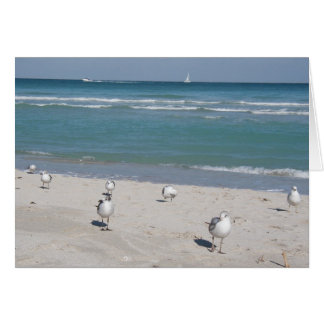 Cartão aves na praia oceânica