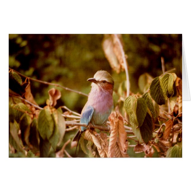 Cartão Aviário (Frente Horizontal)