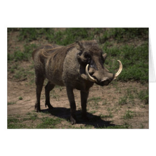 Cartão Awincrível Warthog