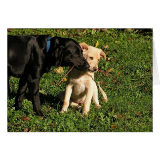 Cartão Awww… eu tenho que compartilhar?