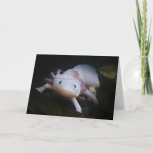 Cartão Axolotl mexicano