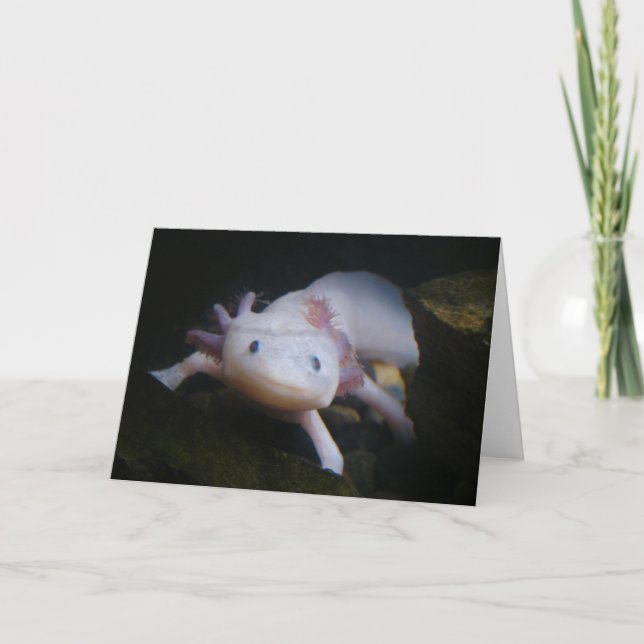 Cartão Axolotl mexicano (Frente)