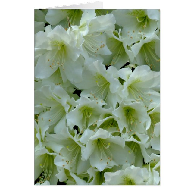 Cartão Azalea Branco Flor de Patches (Frente)