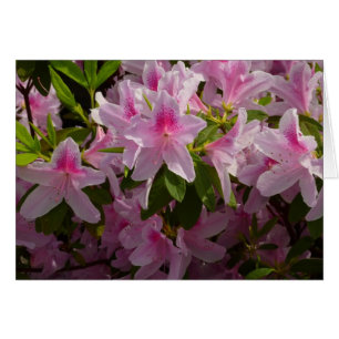 Cartão Azalea Bush Primavera Floral rosa