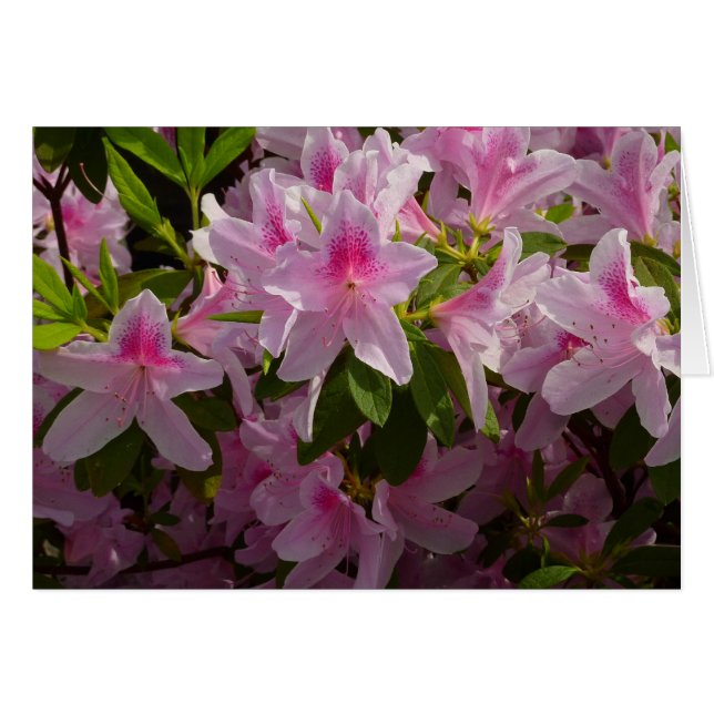 Cartão Azalea Bush Primavera Floral rosa (Frente Horizontal)