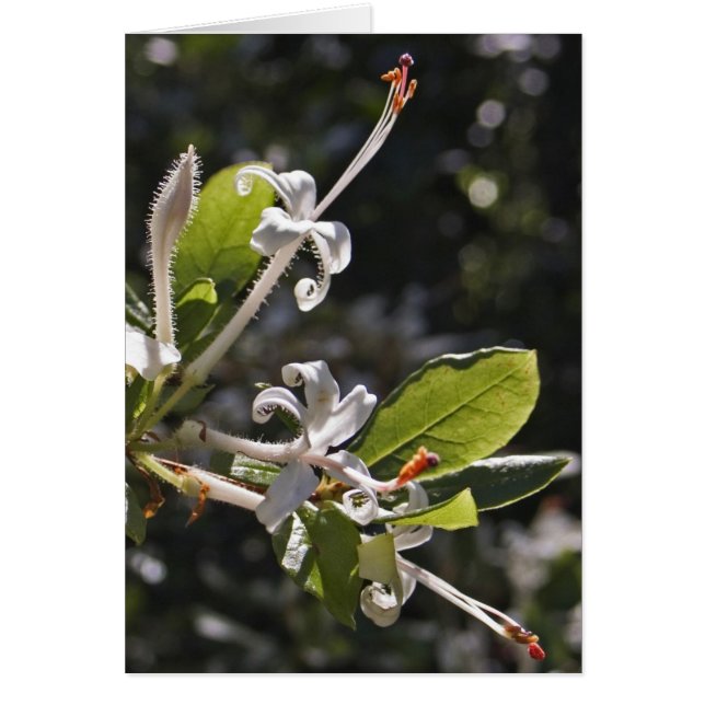 Cartão Azálea de pântano (Frente)