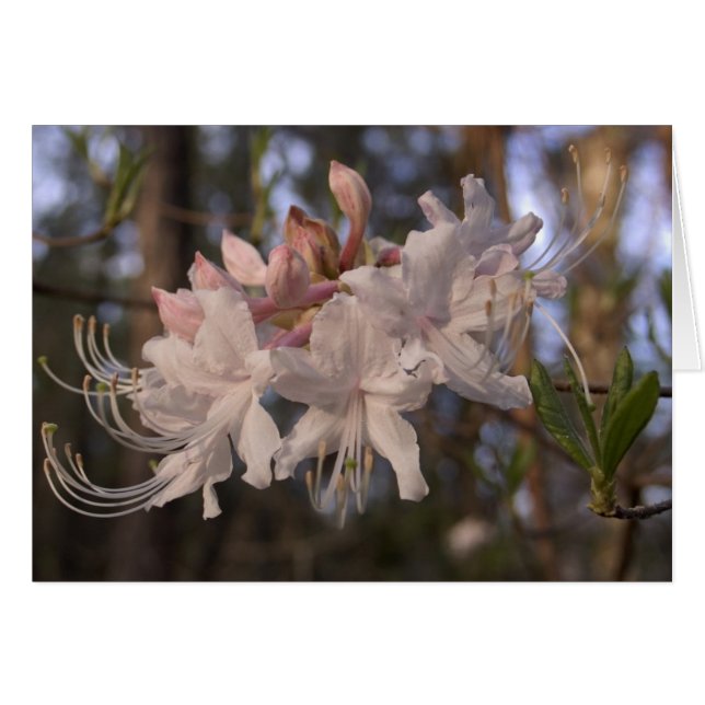 Cartão Azálea selvagem (Frente horizontal)