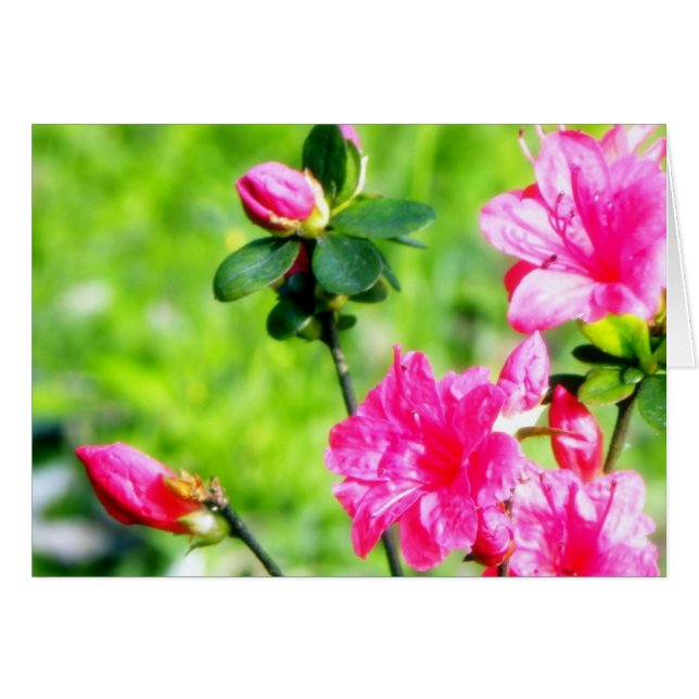 Cartão Azáleas do primavera (Frente Horizontal)